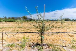 Agriculture,  8th street, Sonoma, CA 95476 - 33