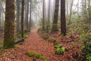 Single Family Residence,  Ridge road, Sea Ranch, CA 95497 - 47