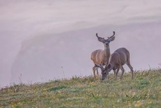 Single Family Residence,  Ridge road, Sea Ranch, CA 95497 - 46