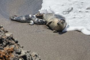 Single Family Residence,  White Fir Wood none, Sea Ranch, CA 95497 - 55