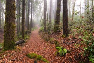 Single Family Residence,  White Fir Wood none, Sea Ranch, CA 95497 - 61