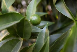 Single Family Residence,  Preston court, Petaluma, CA 94952 - 31