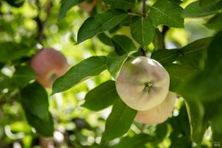 Single Family Residence,  Palomino road, Cloverdale, CA 95425 - 34