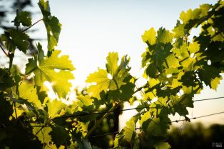 Agriculture,  Wall road, Napa, CA 94558 - 5