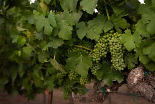 Agriculture,  Soda Canyon road, Napa, CA 94558 - 7