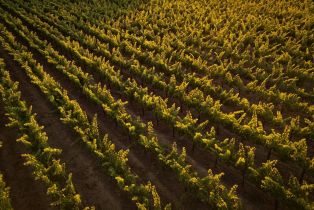 Agriculture,  Soda Canyon road, Napa, CA 94558 - 8
