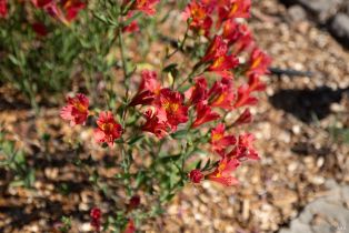 Single Family Residence,  Foxwood place, Santa Rosa, CA 95405 - 54