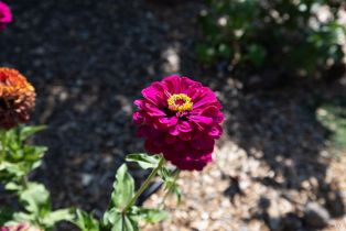 Single Family Residence,  Foxwood place, Santa Rosa, CA 95405 - 52