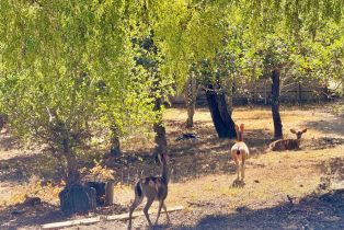 Single Family Residence,  Deer Meadow lane, Occidental, CA 95465 - 58