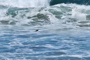 Single Family Residence,  Bean avenue, Bodega Bay, CA 94923 - 46