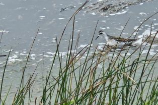Single Family Residence,  Bean avenue, Bodega Bay, CA 94923 - 3