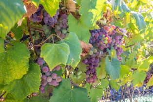 Single Family Residence,  Yount street, Yountville, CA 94599 - 16