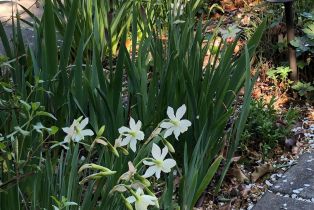 Single Family Residence, Old Vine way, Napa, CA 94558 - 61