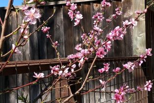 Single Family Residence, Old Vine way, Napa, CA 94558 - 60