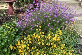 Single Family Residence, Old Vine way, Napa, CA 94558 - 62