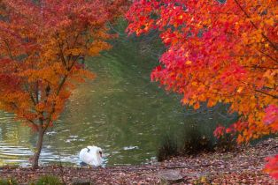 Single Family Residence,  Canyon road, Sonoma, CA 95476 - 27