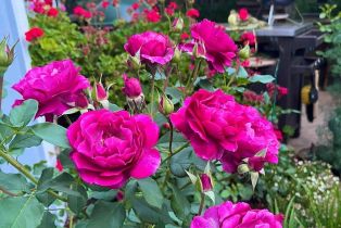 Single Family Residence,  Parktrail court, Santa Rosa, CA 95405 - 88