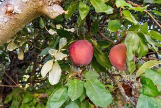 Single Family Residence,  Tee drive, Healdsburg, CA 95448 - 38