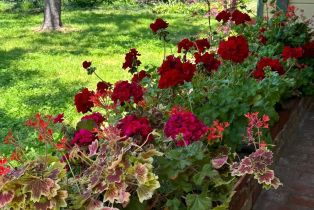 Single Family Residence,  Piezzi road, Santa Rosa, CA 95401 - 5