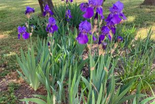 Single Family Residence,  Piezzi road, Santa Rosa, CA 95401 - 33