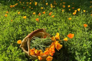 Single Family Residence,  Piezzi road, Santa Rosa, CA 95401 - 50