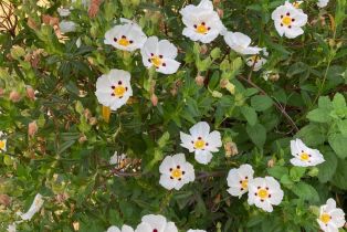 Single Family Residence,  Piezzi road, Santa Rosa, CA 95401 - 49