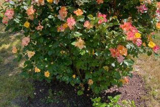 Single Family Residence,  Piezzi road, Santa Rosa, CA 95401 - 51