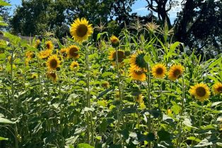 Single Family Residence,  Piezzi road, Santa Rosa, CA 95401 - 48