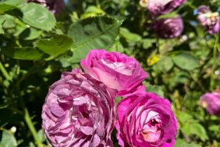 Single Family Residence,  Piezzi road, Santa Rosa, CA 95401 - 52