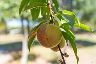 Single Family Residence,  Piezzi road, Santa Rosa, CA 95401 - 42