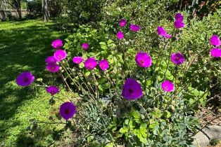 Single Family Residence,  Piezzi road, Santa Rosa, CA 95401 - 32