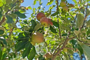 Single Family Residence,  Piezzi road, Santa Rosa, CA 95401 - 39