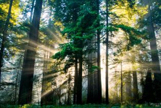 Single Family Residence,  Treehaven lane, Kenwood, CA 95452 - 27