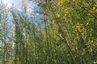 Single Family Residence,  Erland road, Santa Rosa, CA 95404 - 80