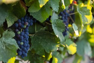 2 Houses on Lot, Abramson road, Santa Rosa, CA 95401 - 52