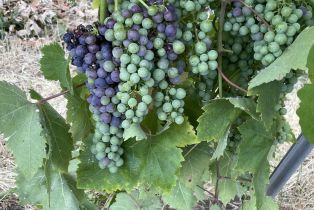 Residential Income,  4th street, Cloverdale, CA 95425 - 16