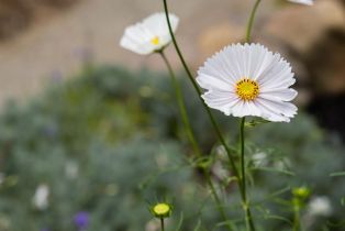 Single Family Residence,  Vintage court, Napa, CA 94558 - 28