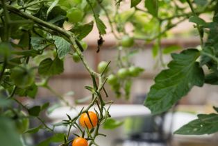 Single Family Residence,  Vintage court, Napa, CA 94558 - 29