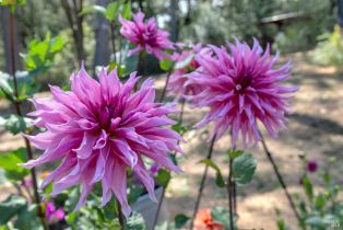 Single Family Residence,  Burnside road, Sebastopol, CA 95472 - 30