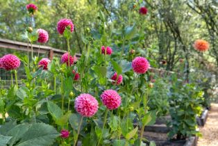 Single Family Residence,  Burnside road, Sebastopol, CA 95472 - 31