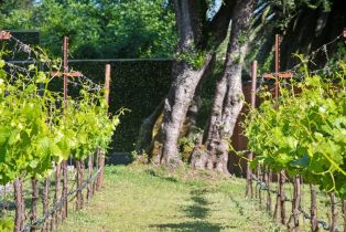 Single Family Residence,  Warm Springs road, Glen Ellen, CA 95442 - 42