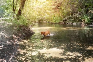 Single Family Residence,  Old Cazadero road, Russian River, CA 95421 - 41