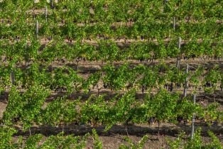 Agriculture,  Jameson Canyon road, Napa, CA 94558 - 10