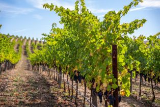 Agriculture,  Jameson Canyon road, Napa, CA 94558 - 14