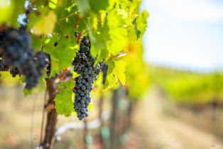 Agriculture,  Jameson Canyon road, Napa, CA 94558 - 3