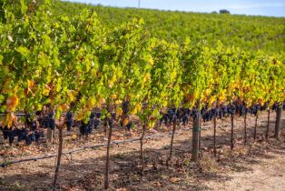 Agriculture,  Jameson Canyon road, Napa, CA 94558 - 7