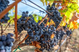 Agriculture,  Jameson Canyon road, Napa, CA 94558 - 5