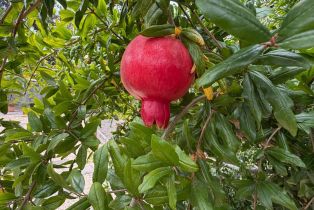 Single Family Residence,  dawn way, Windsor, CA 95492 - 32