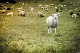 Single Family Residence,  Seaward none, Sea Ranch, CA 95497 - 33