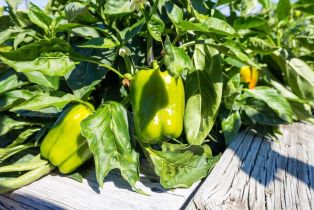 Single Family Residence, 501 Laguna Vista road, Santa Rosa, CA 95401 - 37